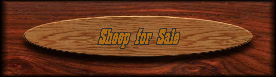 sheepforsale